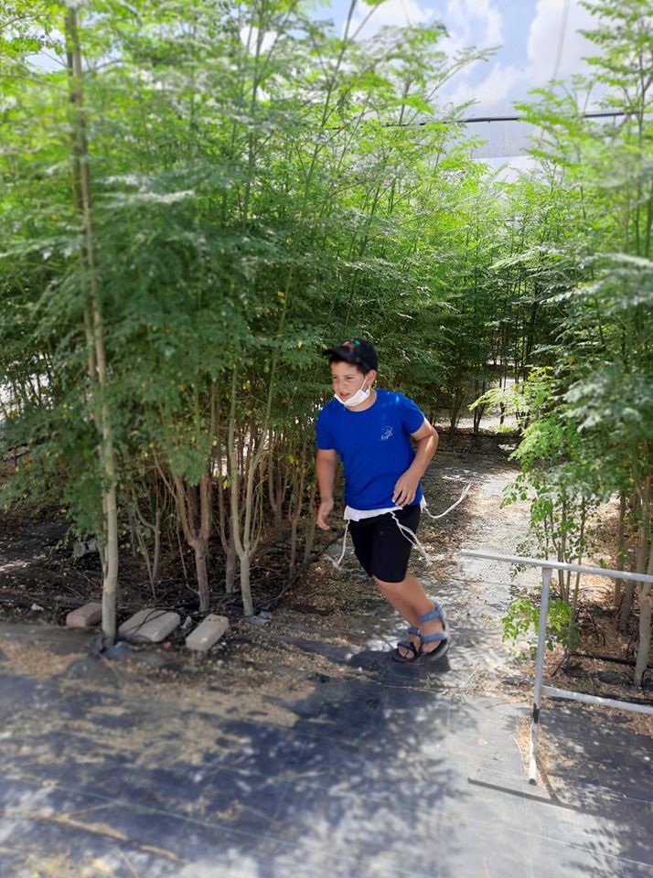 ילד שמח יוצא בהצלחה בין עצי המורינגה של מבוך המורינגה ביערות מורינגה
