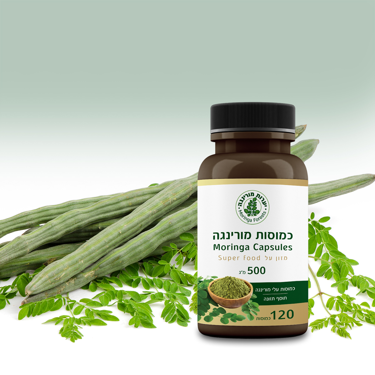 Moringa or Moringa oleifera pod and  green leaves isolated on wh
