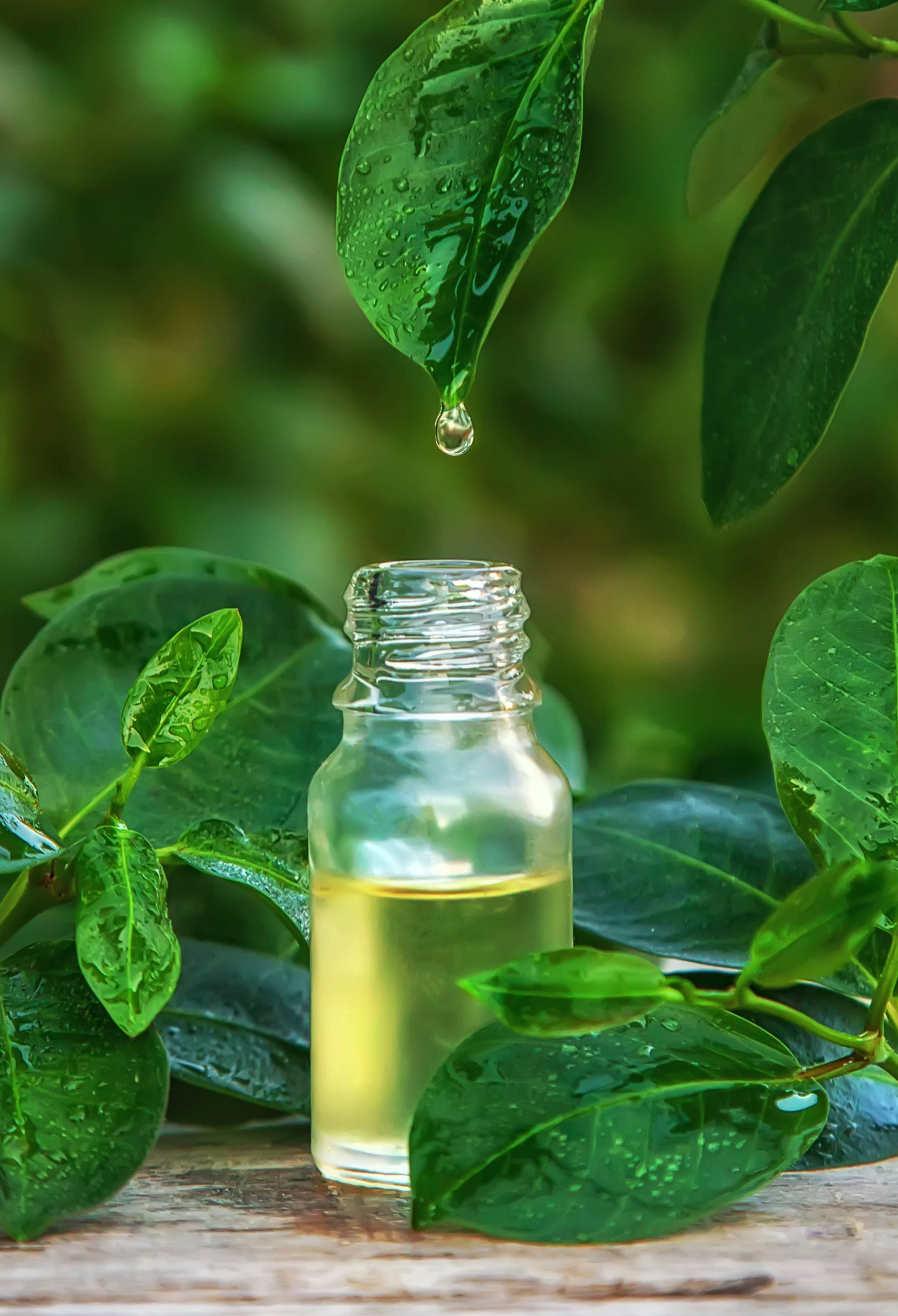 bottled-tea-tree-essential-oil-selective-focus-nature (1)