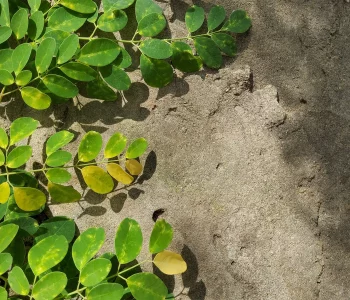 moringa-ga3b9d04c8_1920